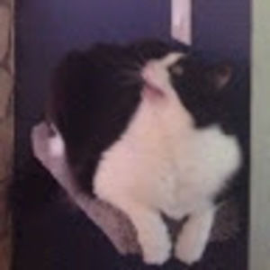 Meet your Posher, Lily